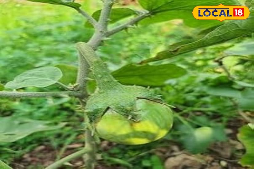 *আপনার রান্নাঘরের বাগানে বেগুন রোপণ করতে, প্রথমে মাটি ভালভাবে আলগা করুন এবং জৈব সার যোগ করুন। যদি বীজ থেকে বেগুন চাষ করেন, তাহলে অঙ্কুরোদগম দ্রুত করার জন্য বীজগুলিকে ২৪ ঘন্টা পানিতে ভিজিয়ে নরম করুন। বীজ ১ থেকে ১.৫ সেন্টিমিটার গভীরে বপন করুন এবং হালকাভাবে জল দিন। ১০ থেকে ১৫ দিনের মধ্যে গাছগুলি বের হবে, যা পরে বড় টব বা বিছানায় রোপণ করা যেতে পারে। রোপণের সময়, গাছগুলিকে পর্যাপ্ত পরিমাণে স্থান দেওয়া গুরুত্বপূর্ণ যাতে তাদের বৃদ্ধির জন্য পর্যাপ্ত জায়গা থাকে।