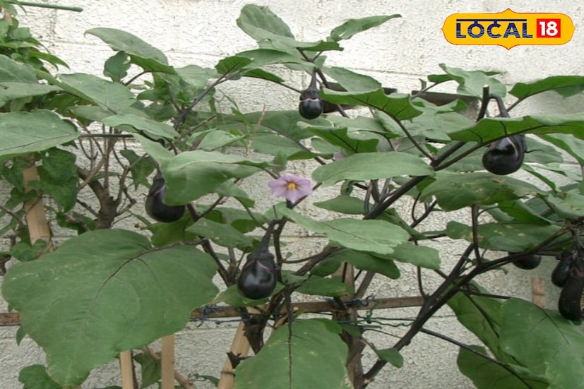 *বাড়িতে বেগুন চাষের সবচেয়ে বড় সুবিধা হল আপনি বিশুদ্ধ, তাজা সবজি পান, রাসায়নিক বা কীটনাশক মুক্ত। বেগুন ভিটামিন, ফাইবার এবং অ্যান্টিঅক্সিডেন্ট সমৃদ্ধ একটি সবজি, যা হজমশক্তি উন্নত করে এবং শরীরের রোগ প্রতিরোধ ক্ষমতা বাড়ায়। আপনার রান্নাঘরের বাগানে বেগুন রোপণ করলে আপনার বাড়ির সবুজতা বৃদ্ধি পায় এবং পরিবেশ পরিষ্কার থাকে। এটি অর্থনৈতিকভাবেও লাভজনক, বাজার থেকে ঘন ঘন সবজি কেনার প্রয়োজন হ্রাস করে। একটু যত্ন নিলে, একটি বেগুন গাছ ক্রমবর্ধমান ঋতু জুড়ে ক্রমাগত সবজি উৎপাদন করতে পারে।