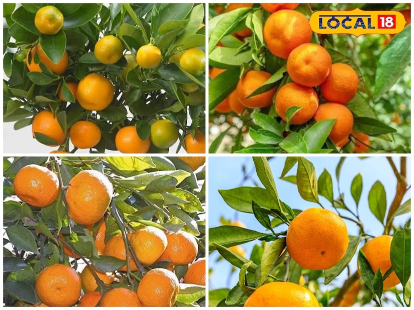 *যদি আপনি আপনার বাড়ির বাগানকে আরও একটু বিশেষ করে তুলতে চান, তাহলে এই শীতে একটি কমলা গাছ লাগান। এটি কেবল আপনার বাড়ির সৌন্দর্যই বৃদ্ধি করবে না, বরং মাত্র কয়েক মাসের মধ্যেই আপনি তাজা, ঘরে জন্মানো এবং সম্পূর্ণ প্রাকৃতিক কমলার স্বাদও উপভোগ করতে পারবেন। সংগৃহীত ছবি।