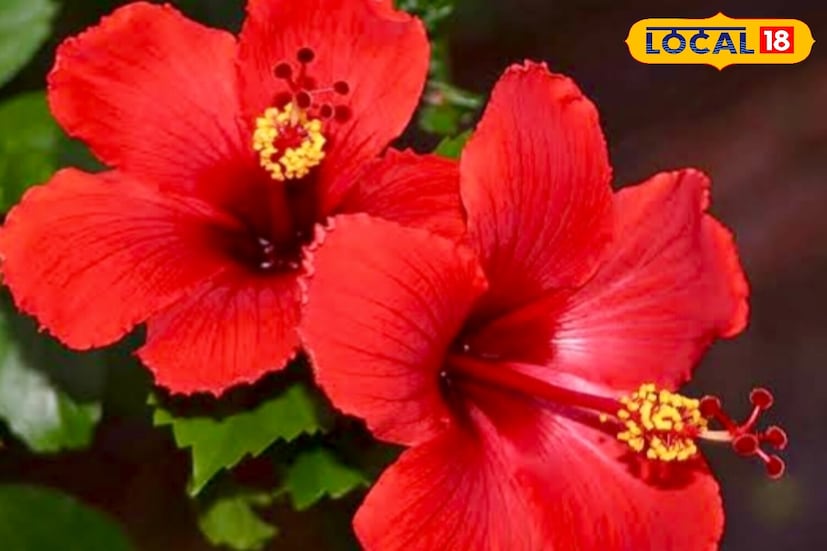 *ঋতু পরিবর্তনের সঙ্গে সঙ্গে শীতকালে, জবা গাছগুলি প্রায়শই শুকিয়ে যায়, পাতা হলুদ হয়ে যায় এবং তাদের কুঁড়ি ঝরে যায়। বিশেষজ্ঞরা বলছেন, একটু মনোযোগ এবং একটি সহজ ঘরোয়া প্রতিকারের মাধ্যমে গাছকে পুনরুজ্জীবিত করা যেতে পারে। সঠিক যত্ন, সূর্যালোক, জল এবং মাটির ভারসাম্য বজায় রাখলে, জবা আবার ফুটবে এবং মাপেও হবে বেশ বড়। সংগৃহীত ছবি। 