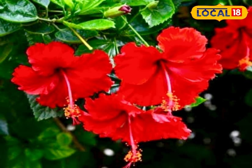 *জবাকে 'ফুলের রাজা' বলা হয় কারণ তার বৃহৎ আকার, আকর্ষণীয় রঙ এবং ক্রমাগত গাছে ফুল ফুটে বাগানের সৌন্দর্য বৃদ্ধির কারণে। এটি বাংলার ঘরে ঘরে বিশেষ জনপ্রিয় একটি ফুল। তবে, যখন এটি শুকিয়ে যেতে শুরু করে বা তার বৃদ্ধি বন্ধ হয়ে যায়, তখন গাছটি দ্রুত ঠিক হয় না মোটেই। উদ্যান বিশেষজ্ঞদের পরামর্শ অনুসরণ করলে গাছটিকে নতুন জীবন দেওয়া যেতে পারে। সঠিক যত্নের সঙ্গে, জবা সারা বছর ধরে ফুটতে পারে। সংগৃহীত ছবি। 