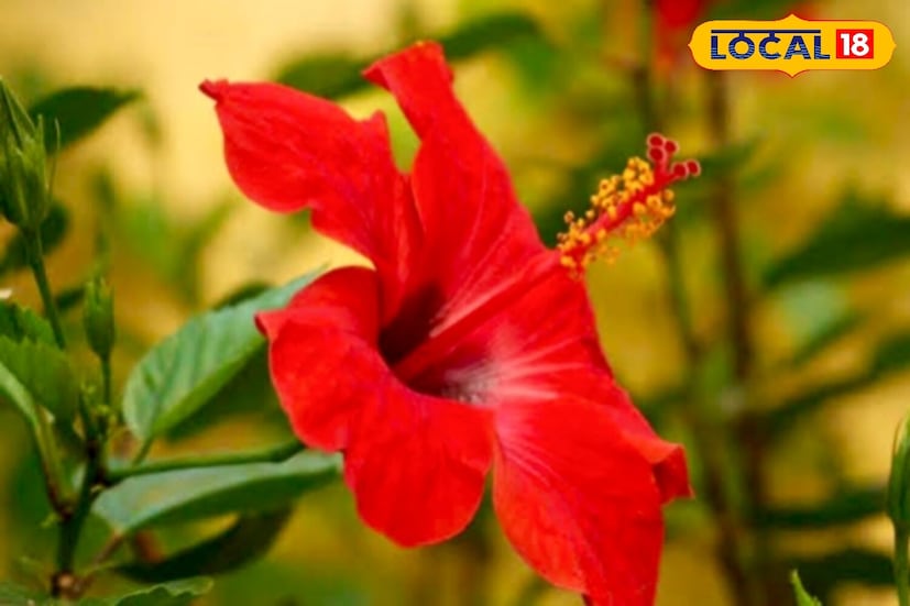 *উদ্যান বিশেষজ্ঞ কৌশল কিশোর জয়সওয়াল ব্যাখ্যা করেন, জবা ফুলকে পুনরুজ্জীবিত করার জন্য কোনও ব্যয়বহুল সারের প্রয়োজন হয় না। শুধুমাত্র একটি 'বিনামূল্যে প্রতিকার', অবশিষ্ট চা পাতা গাছ পুনরুজ্জীবিত করতে পারে। এই জৈব সার মাটিকে পুষ্টি জোগায় এবং গাছকে দ্রুত ফুল ফোটতে সক্ষম করে। সঠিক প্রয়োগের মাধ্যমে, জবা কেবল সুস্থভাবে বৃদ্ধি পায় না, বরং আরও বড় এবং উজ্জ্বল ফুল ফুটতে পারে। সংগৃহীত ছবি। 