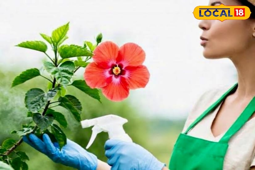 *জবাগাছের পাতা শুকিয়ে যাওয়া বা হলুদ হয়ে যাওয়ার প্রধান কারণ হল শিকড়ের জলাবদ্ধতা। যখন মাটি ভেজা থাকে তখন শিকড়ে অক্সিজেনের অভাব হয় এবং তারা পচে যেতে শুরু করে। অতএব, উপরের ১-২ ইঞ্চি মাটি শুকিয়ে গেলেই কেবল গাছে জল দিন। ভালভাবে জল নিষ্কাশিত মাটি ব্যবহার করুন এবং টবের নীচে নিষ্কাশনের গর্ত নিশ্চিত করুন। গাছের বৃদ্ধি এবং ফুল ফোটার জন্য সঠিক সেচ অত্যন্ত গুরুত্বপূর্ণ। সংগৃহীত ছবি। 