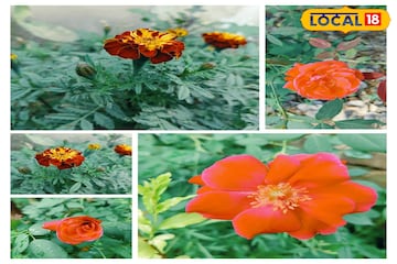 ডিসেম্বরে গাঁদা, গোলাপে ভরবে বাগান, ব্যালকনি!রোজ ১ মিনিটের একটি কাজ,ফুলের সাইজ হবে দ্বিগুণ ডিসেম্বরে গাঁদা, গোলাপে ভরবে বাগান, ব্যালকনি!রোজ ১ মিনিটের একটি কাজ,ফুলের সাইজ হবে দ্বিগুণ