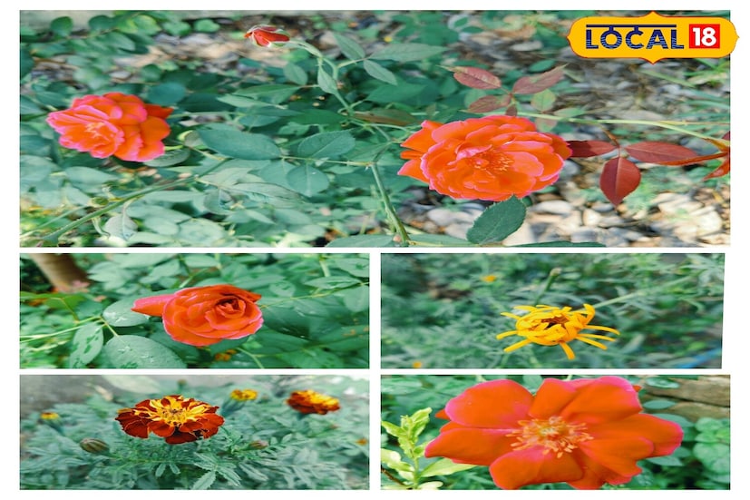 *এই ঋতুতে অনেক গাছেরই ফলন করে, প্রচুর ফুলগাছ একেবারে নেতিয়ে পড়ে, ফুল হওয়া বন্ধ হয়ে যায়। কিন্তু গোলাপ, গাঁদা, ডালিয়া, চন্দ্রমল্লিকা, জিনিয়ার মতো গাছের বৃদ্ধি সবচেয়ে ভাল হয়। যার ফলে আরও বেশি ফুল ফোটে এবং সেই ফুল দীর্ঘস্থায়ী হয়। আপনি যদি ফুল ফোটান শুরু করতে চান, তবে এই মাসটি আপনার জন্য সেরা সময়।