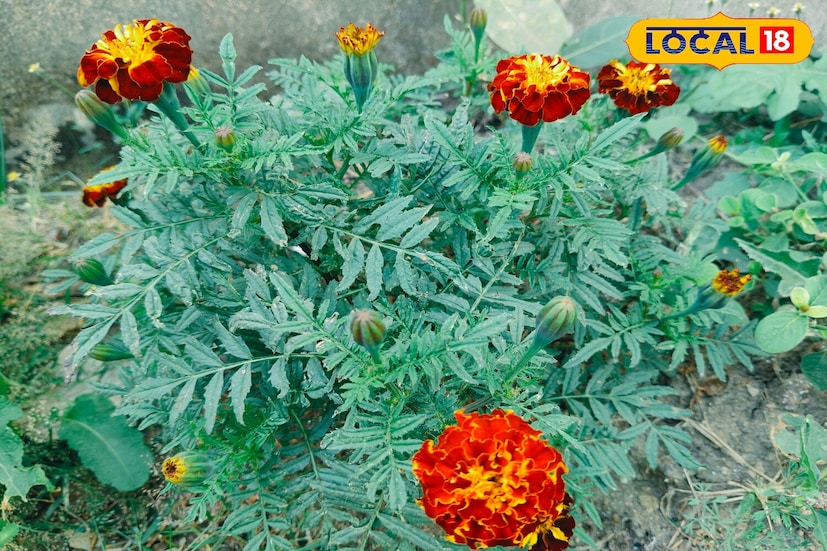 *মাটিতে গোবর সার যোগ করলে গাছ দ্রুত বৃদ্ধি পায় এবং আরও বেশি ফুল ফোটে। রোপণের পরে, গাছটিকে এমন একটি রৌদ্রোজ্জ্বল স্থানে রাখুন যেখানে সারাদিন ধরে সূর্যালোক পাবে। মাটি সামান্য শুষ্ক থাকলে, তবেই জল দিন, কারণ অতিরিক্ত জল দেওয়ার ফলে শিকড়ের ক্ষতি হতে পারে।