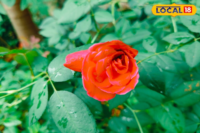 *আপনি যদি শীতকালে বাড়িতে ফুল ফোটানোর কথা ভাবছেন, তাহলে গাঁদা এবং গোলাপ উভয়ই চমৎকার পছন্দ। সঠিক মাটি, সঠিক সূর্যালোক, সঠিক আর্দ্রতা এবং সামান্য যত্নে রাখলে আপনি ডিসেম্বর এবং তার পরেও সুন্দর ফুল ফোটাতে পারবেন বাড়ির বাগানে, ছাদে বা ব্যালকনির টবে।