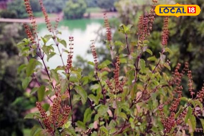 *তুলসী কেবল ঔষধি গুণাবলীর অধিকারী নয়, এটি অত্যন্ত পবিত্র বলেও বিবেচিত হয়। অতএব, আপনার উঠোনে বা বারান্দায় তুলসী শুকিয়ে যাওয়া অশুভ বলে মনে করা হয়। যদি আপনার বাড়ির তুলসীগাছ ক্রমাগত শুকিয়ে যেতে থাকে, তার পাতা দুর্বল হয়ে পড়ে এবং ঝরে পড়ে, তবে তাৎক্ষণিক ব্যবস্থা নেওয়া অপরিহার্য। অন্যথায়, এটি তুলসী গাছকে সম্পূর্ণরূপে নষ্ট করে দিতে পারে।
