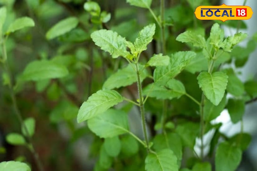 *যদি তুলসীর সঠিকভাবে যত্ন না নেওয়া হয়, তাহলে গাছের গোড়া দ্রুত দুর্বল হয়ে যায়। পর্যাপ্ত জল এবং পুষ্টির অভাব তুলসী দ্রুত শুকিয়ে যেতে পারে। কেবল কয়েকটি সহজ পদক্ষেপ অনুসরণ করুন, তাতেই শুকনো তুলসী কাণ্ডে নতুন পাতা গজাতে শুরু করবে।