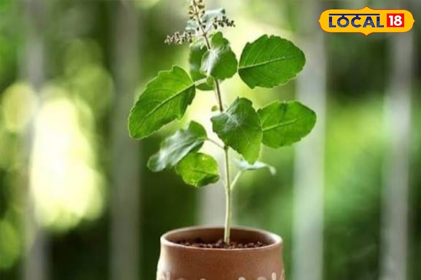 *শীতে ঠান্ডা জল যেমন আমাদের গলা জ্বালা করে, তেমনই অতিরিক্ত ঠান্ডা জলও তুলসী গাছের উপর ক্ষতিকারক প্রভাব ফেলে। হালকা গরম হওয়ার পরেই তুলসী গাছে জল ঢালা উচিত।