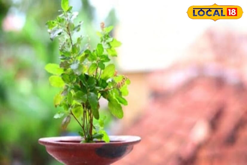 *শীতকালে তুলসী গাছকে শিশির এবং কুয়াশা থেকে রক্ষা করার জন্য, এটি একটি লাল কাপড় বা লাল স্কার্ফ দিয়ে ঢেকে রাখা উচিত। ধর্মীয় বিশ্বাস অনুসারে, তুলসী গাছকে স্কার্ফ দিয়ে ঢেকে রাখা শুভ বলে মনে করা হয়। এটি করলে দেবী লক্ষ্মী খুশি হন এবং জীবনে কখনও আর্থিক সমস্যার সম্মুখীন না হন তা নিশ্চিত করেন।