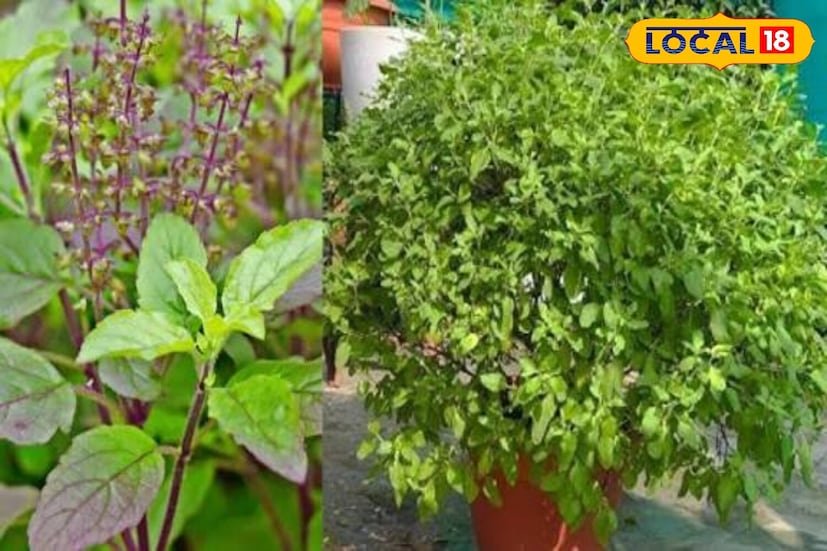 *শীতকালে, তুলসী পাতায় শিশির জমে, যার ফলে পাতাগুলি দ্রুত পচে যায়। এটি প্রতিরোধ করার জন্য, আপনার কেবল চারটি পাতলা ডাল বা কাঠের লাঠি প্রয়োজন। পাত্রের চার কোণে এগুলি রাখুন। একটি স্বচ্ছ প্লাস্টিকের শীট দিয়ে ঢেকে দিন এবং প্রান্তগুলি টেপ করুন। এটি আপনার গাছকে ঠান্ডা বাতাস থেকে রক্ষা করবে।