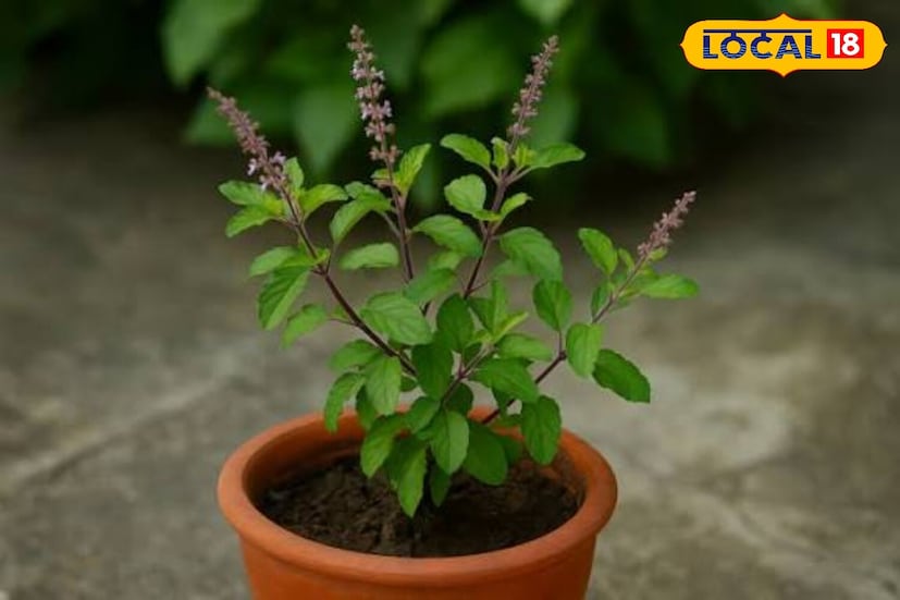 *শীতকালে, তুলসী প্রায়শই ছোট ফুল বা বীজ (মঞ্জরি) উৎপন্ন করে। এগুলি অবিলম্বে কেটে ফেলা উচিত। যখন কুঁড়ি দেখা দেয়, তখন গাছটি বীজ উৎপাদনে শক্তি ব্যয় করে এবং বৃদ্ধি বন্ধ হয়ে যায়। এমন পরিস্থিতিতে, সময়ে সময়ে কুঁড়িগুলি সরিয়ে ফেলুন; এতে গাছের বৃদ্ধি উন্নত হয়।