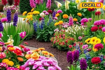 বাগান ভরবে রঙিন ফুলে, ডিসেম্বরে 'এই' ৫ গাছ লাগালে জানুয়ারি, ফেব্রুয়ারি ফুলে ভরবে বাগান