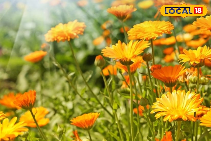 *ডিসেম্বরের শেষ সপ্তাহে রোপণ করা গাঁদা ফুলের গাছ জানুয়ারী মাসের মাঝামাঝি থেকে ফেব্রুয়ারি পর্যন্ত ফুলে ভরে থাকে। এই গাছগুলি 3-4 মাসের মধ্যে প্রস্তুত বলে মনে করা হয় এবং মার্চ পর্যন্ত অবিচ্ছিন্নভাবে ফুল ফোটে। ভাল নিষ্কাশন, 6.5-7.5 pH-সহ মাটি এবং চিমটি করার কৌশল ঝোপঝাড় বৃদ্ধি করে। আফ্রিকান এবং ফরাসি গাঁদা ফুল এই ঋতুতে খুবই ভাল ফোটে।