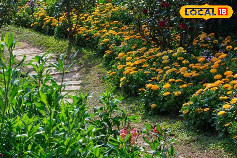 *ডিসেম্বরে রোপণ করা ক্যালেন্ডুলায় ২-৩ মাসের মধ্যে ফুল ফোটা শুরু হয়। ফেব্রুয়ারি-মার্চ মাসে রঙিন ফুলে বাগান আরও সমৃদ্ধ হয়। পূর্ণ সূর্যালোক, হালকা সার এবং সুনিষ্কাশিত মাটি গাছের বৃদ্ধিতে গুরুত্বপূর্ণ ভূমিকা পালন করে। বীজ হালকাভাবে ঢেকে রাখলে অঙ্কুরোদগম বৃদ্ধি পায়।