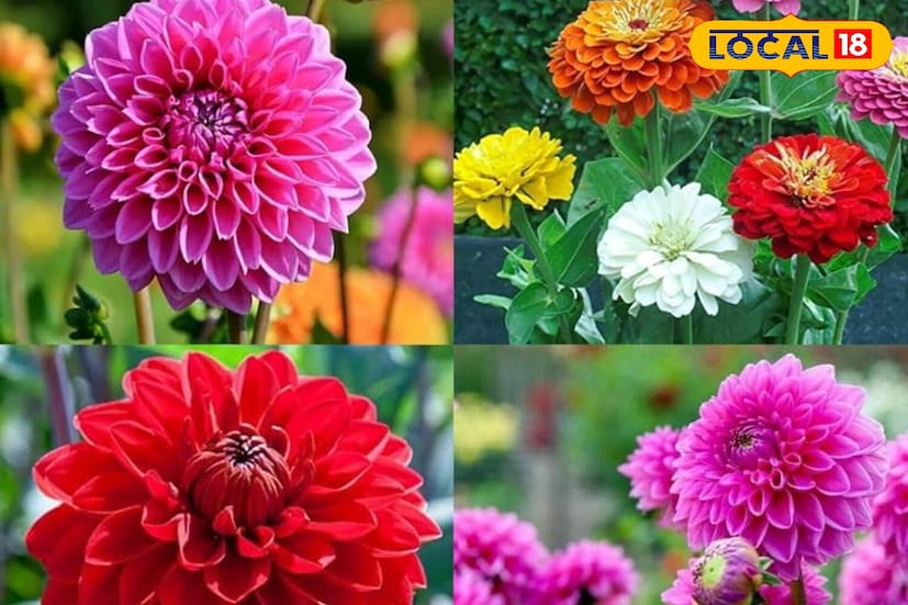 *ডিসেম্বরের শেষের দিকে রোপণ করা ডালিয়া ৯০-১২০ দিনের মধ্যে ফোটে। এই গাছটি শীতের শেষ থেকে গ্রীষ্মের শুরু পর্যন্ত সুন্দর ফুল দেয়। তুষারপাত থেকে সুরক্ষা, ১৫ ডিগ্রি সেলসিয়াসের উপরে মাটি, সুষম জল এবং স্টেকিং কৌশল তাদের স্বাস্থ্য বজায় রাখতে। বসন্তের শুরুতে এই ফুলগুলি সবচেয়ে ভাল ফোটে।