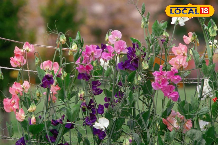 *ডিসেম্বরের শেষের দিকে রোপণ করা মিষ্টি মটরশুঁটি, ফেব্রুয়ারি-মার্চ মাসে ফুল ফোটা শুরু করে। একটি আরোহী উদ্ভিদ হওয়ায়, তার জন্য একটি ট্রেলিস বা সমর্থন প্রয়োজন। এটি ঠান্ডা আবহাওয়া, রোদ এবং হালকা আর্দ্র মাটিতে দ্রুত বৃদ্ধি পায়। তুষারপাত থেকে সুরক্ষিত, তার সুগন্ধি ফুল দীর্ঘ সময় ধরে ফোটে।