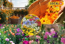 Winter Garden: বাগান ভরবে রঙিন ফুলে, ডিসেম্বরে 'এই' ৫ গাছ লাগালে জানুয়ারি, ফেব্রুয়ারি ফুলে ভরবে বাগান! বিশেষজ্ঞের টোটকায় বাজিমাত