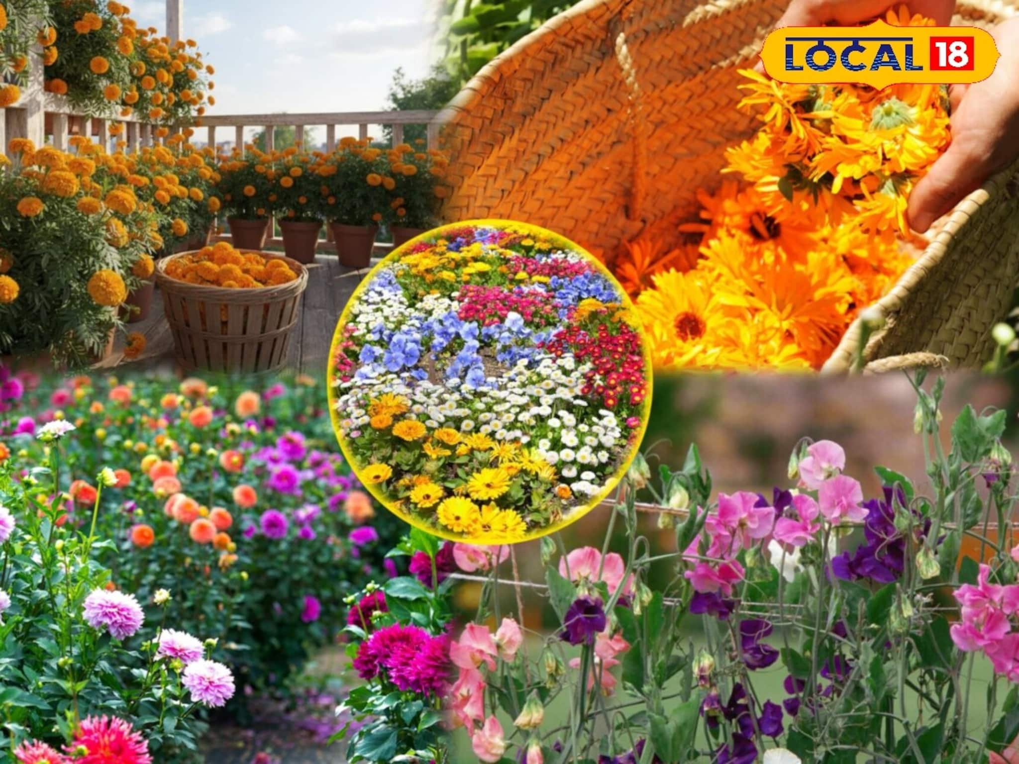 বাগান ভরবে রঙিন ফুলে, ডিসেম্বরে 'এই' ৫ গাছ লাগালে জানুয়ারি, ফেব্রুয়ারি ফুলে ভরবে বাগান বাগান ভরবে রঙিন ফুলে, ডিসেম্বরে 'এই' ৫ গাছ লাগালে জানুয়ারি, ফেব্রুয়ারি ফুলে ভরবে বাগান