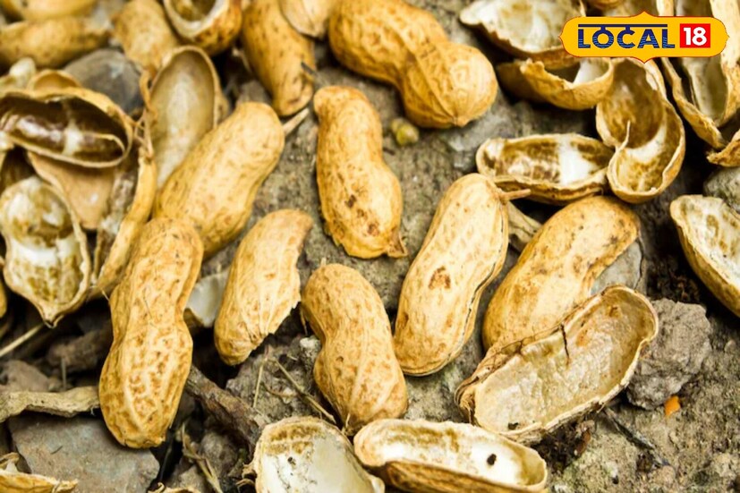 শীতের ঠান্ডায় আগুনের ধারে বা ঘরের ভিতরে কম্বলে পা ঢুকিয়ে চিনেবাদাম ভাজা খেতে দারুণ লাগে৷ তবে, সেই বাদাম ভাজা খাওয়ার পরে আমরা সাধারণত তার খোসাটা ফেলে দিই৷ কিন্তু এই খোসা এক অমূল্য সম্পদ। এতে স্বাস্থ্য এবং ত্বক উভয়ের জন্যই উপকারী বলে বিবেচিত পুষ্টি উপাদান রয়েছে।