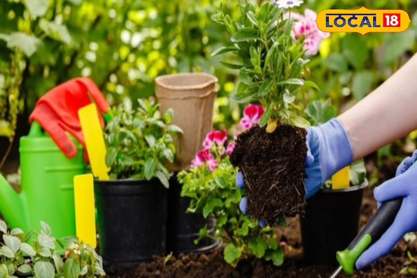 *বাগান করার সময় গাছপালাকে সঠিক পরিমাণে সূর্যালোক পাইয়ে দেওয়া অত্যন্ত গুরুত্বপূর্ণ। এমন একটি জায়গা বেছে নিন যেখানে তারা ৪-৬ ঘণ্টা টানা মাঝারি সূর্যালোক পায়। মনে রাখবেন, অতিরিক্ত সূর্যালোক গাছ পুড়িয়ে নষ্ট দিতে পারে, অন্যদিকে খুব কম আলো তাদের বৃদ্ধি ব্যাহত করতে পারে। সকালের সূর্যালোক সাধারণত গাছের জন্য সবচেয়ে উপকারী বলে মনে করা হয়।