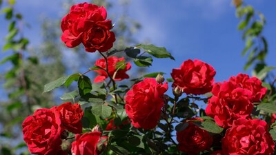 *যদি আপনার বাগানে, বারান্দায়, বারান্দায় গোলাপ গাছ থাকে, তাহলে প্রতি দুই থেকে তিন দিন অন্তর পরীক্ষা করে দেখুন গাছ শুকিয়ে যাচ্ছে কিনা। ঠান্ডায় গাছ প্রাণহীন হয়ে যায়। কুঁড়ি, ফুল এবং পাতা সবই শুকিয়ে যেতে শুরু করে। কিছু সহজ প্রতিকার করলেই গাছ থাকবে একেবারে সতেজ, ফুলে ফুলে ভরবে গোটা বাগান।