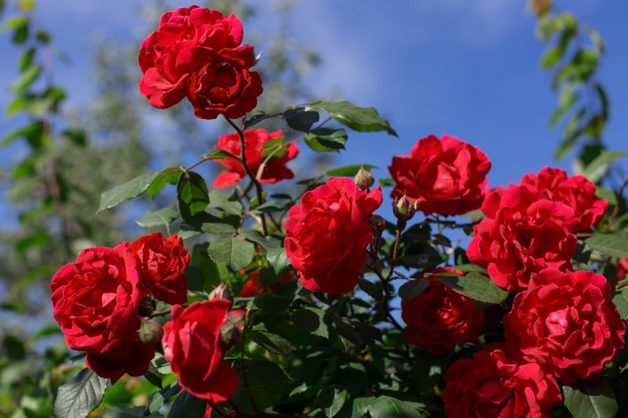 ভ্যালেন্টাইন্স ডে-এর আগেই আকাশছোঁয়া দাম গোলাপের, খুশির হাসি চাষিদের মুখে