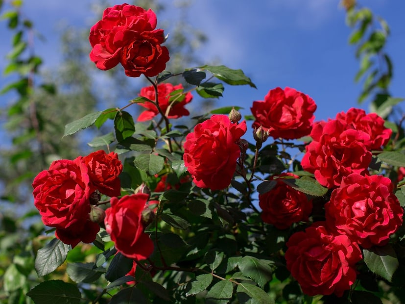 *যদি আপনার বাগানে, বারান্দায়, বারান্দায় গোলাপ গাছ থাকে, তাহলে প্রতি দুই থেকে তিন দিন অন্তর পরীক্ষা করে দেখুন গাছ শুকিয়ে যাচ্ছে কিনা। ঠান্ডায় গাছ প্রাণহীন হয়ে যায়। কুঁড়ি, ফুল এবং পাতা সবই শুকিয়ে যেতে শুরু করে। কিছু সহজ প্রতিকার করলেই গাছ থাকবে একেবারে সতেজ, ফুলে ফুলে ভরবে গোটা বাগান। *যদি আপনার বাগানে, বারান্দায়, বারান্দায় গোলাপ গাছ থাকে, তাহলে প্রতি দুই থেকে তিন দিন অন্তর পরীক্ষা করে দেখুন গাছ শুকিয়ে যাচ্ছে কিনা। ঠান্ডায় গাছ প্রাণহীন হয়ে যায়। কুঁড়ি, ফুল এবং পাতা সবই শুকিয়ে যেতে শুরু করে। কিছু সহজ প্রতিকার করলেই গাছ থাকবে একেবারে সতেজ, ফুলে ফুলে ভরবে গোটা বাগান।