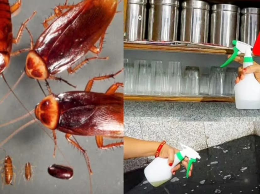 ফিটকিরি ও লবঙ্গর তেল-- ৫-৬ টা ফিটকিরি গুঁড়ো করে জলে মিশিয়ে নিন। এর মধ্যে মেশান কয়েক ফোঁটা লনঙ্গর তেল। এই মিশ্রণ ঘর মোছার জলে মিশিয়ে নিন। ফিটকিরি ও লবঙ্গর গন্ধ আরশোলা ও টিকটিকি দূরে রাখে। ঘরের কোণায় লবঙ্গর গুঁড়ো রাখলেও পোকামকাড় বাড়ির চৌহদ্দিতে ঘেঁষবে না।