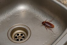 Drive Away Lizards and Cockroaches:ঘর-মোছার জলে মিশিয়ে নিন নুন, লেবুর মতো ঘরোয়া কয়েকটা উপাদান, আরশোলা-টিকটিকি সেই যে বাড়ি ছেড়ে পালাবে, আর ফিরবে না