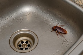 ঘর-মোছার জলে মিশিয়ে নিন নুন, লেবুর মতো ঘরোয়া কয়েকটা উপাদান, আরশোলা-টিকটিকি গায়েব চিরতরে