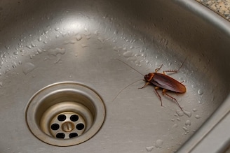 ঘর-মোছার জলে মিশিয়ে নিন নুন, লেবুর মতো ঘরোয়া কয়েকটা উপাদান, আরশোলা-টিকটিকি গায়েব চিরতরে