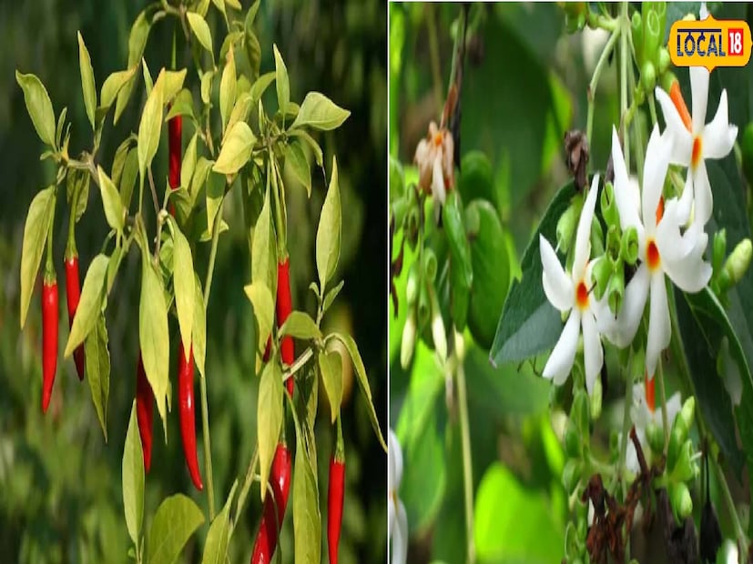 হাঁটুর ব্যথা, জয়েন্টের জড়তা আর চলাফেরায় অসুবিধা এখন খুব সাধারণ সমস্যা হয়ে গেছে। অনেকক্ষণ বসে থাকা, বয়স বাড়া, ক্যালসিয়ামের অভাব বা পুরনো ফোলাভাব—এইসব কারণেই এই ব্যথা বাড়ে। এই অবস্থায় আয়ুর্বেদে বলা কিছু ঘরোয়া টোটকা খুবই কার্যকরী হয়। তার মধ্যে একটা হচ্ছে Harshrungar -Parijat অর্থাৎ শিউলি আর Mirchi- লঙ্কা পাতার সহজ কিন্তু কার্যকরী ক্বাথ। এই ক্বাথ ব্যথা কমাতে সাহায্য করে বলে মনে করা হয়।