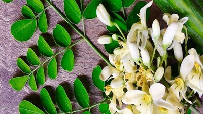 ब्लड शुगर कंट्रोल करे सहजन: पोषक तत्वों से भरपूर यह सब्जी बढ़ाए इम्यूनिटी.