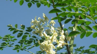 আবহাওয়া পরিবর্তন হয়েছে। বাংলাজুড়ে ভালই শীত। এই সময় মানুষের রোগ প্রতিরোধ ক্ষমতা অনেকটাই কমে যায়। এই সময় সাধারণত দেখা যায়, জ্বর সর্দি সহ বিভিন্ন অসুখ গ্রাস করে। কিন্তু প্রাকৃতিক উপায়ে এর মোকাবিলা করা যায়।কিভাবে জানেন? প্রকৃতির মধ্যে রয়েছে এই আবহাওয়া পরিবর্তনের সময় কিছু খাদ্য তালিকা।