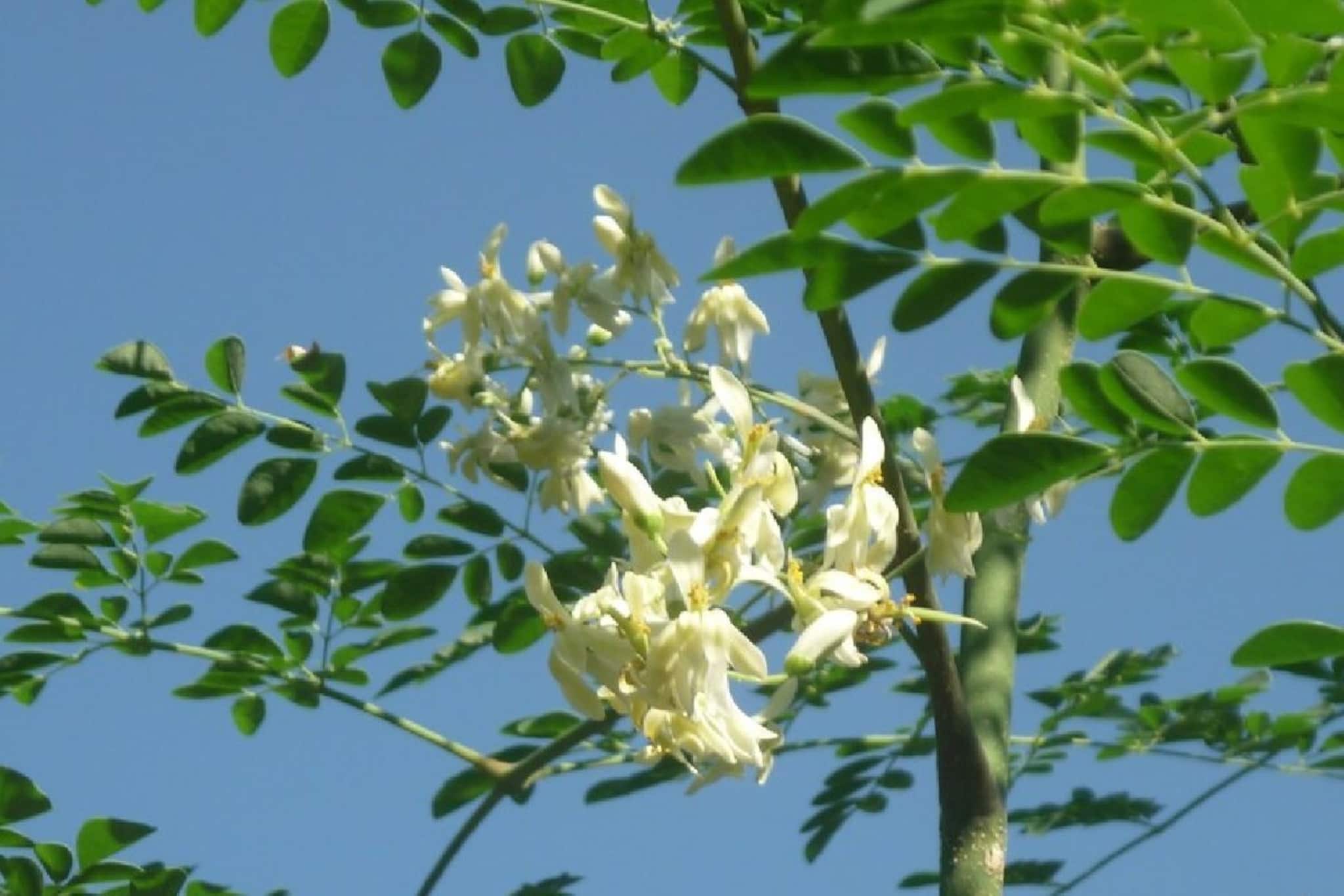 ভিটামিন বি কমপ্লেক্সে ভরা সজনে ফুল, শীতের দিনে পাতে রাখলে দফারফা জ্বর-সর্দি-কাশি! জানুন