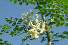 Moringa Flower Benefits: ভিটামিন বি কমপ্লেক্সে ভরা সজনে ফুল, শীতের দিনে পাতে রাখলে দফারফা জ্বর-সর্দি-কাশি! জানুন ডাক্তারের মত