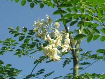 ভিটামিন বি কমপ্লেক্সে ভরা সজনে ফুল, শীতের দিনে পাতে রাখলে দফারফা জ্বর-সর্দি-কাশি! জানুন