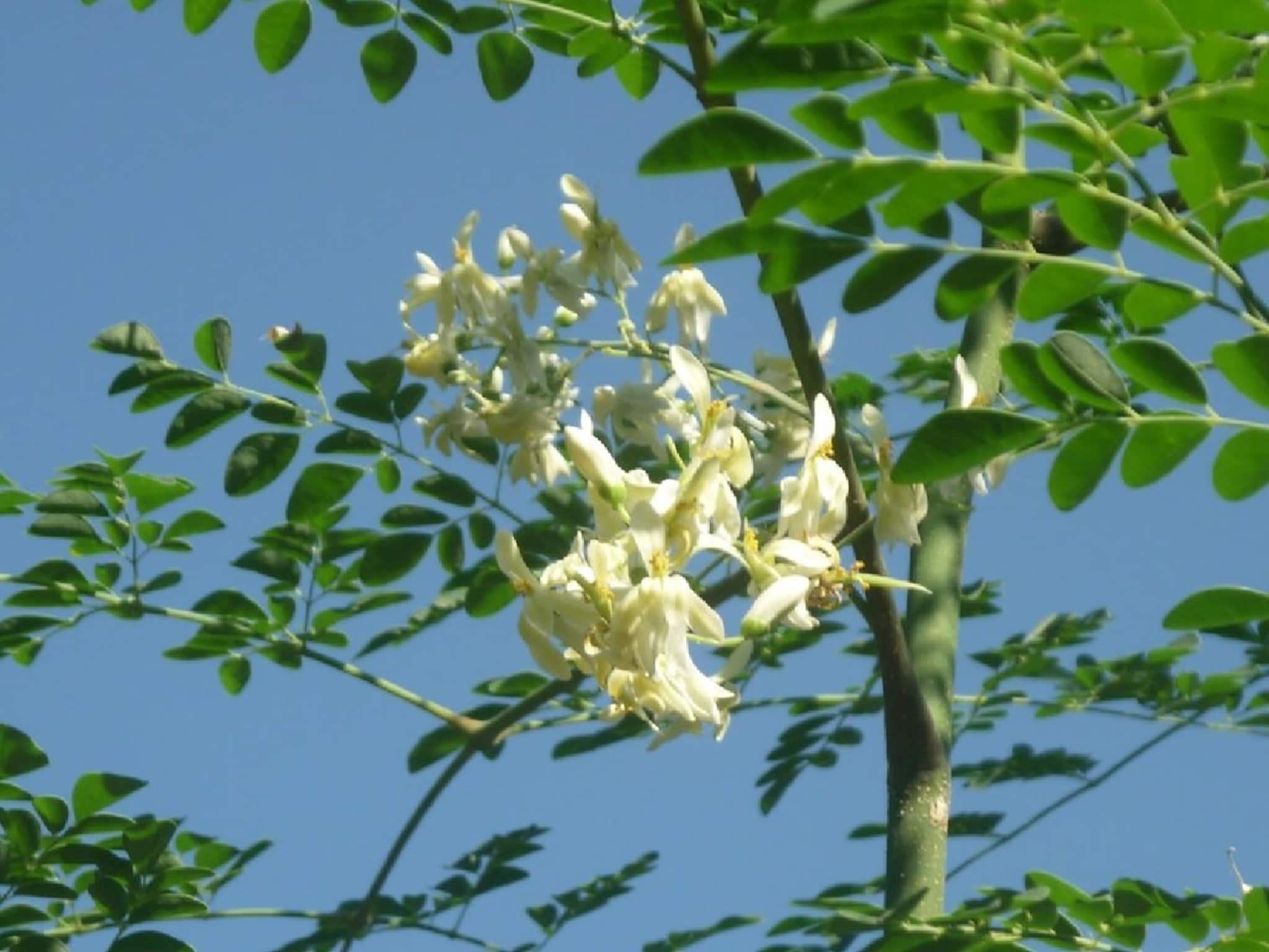 ভিটামিন বি কমপ্লেক্সে ভরা সজনে ফুল, শীতের দিনে পাতে রাখলে দফারফা জ্বর-সর্দি-কাশি! জানুন