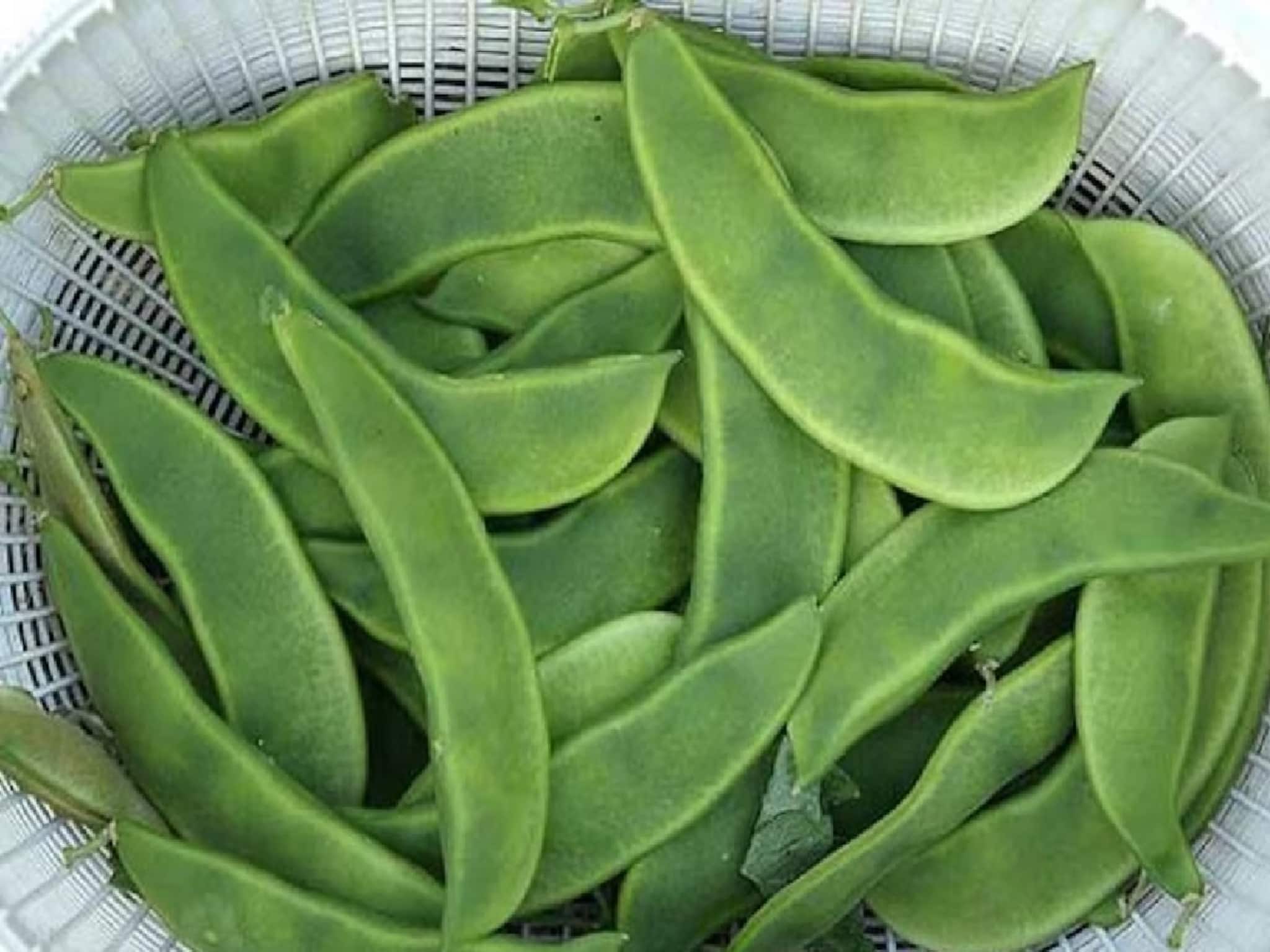 Health Benefits of Fava: বাজারে এখন কচি-কচি শিম ভর্তি, হার্টের রোগ কমানোর জাদু জানে শিম, বীজ-সহই কি খাবেন? জানুন