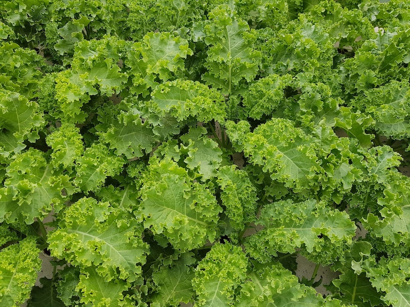 আয়ুর্বেদ এটিকে হালকা সবজি, হজমে সহায়ক এবং রক্ত ​​পরিশোধক হিসেবে বিবেচনা করে। আবার বিজ্ঞানীরা এই পাতার বিশেষ সমাদর করেন। বিশেষজ্ঞদের পরামর্শ অনুযায়ী, এটি ভিটামিন এবং অ্যান্টিঅক্সিডেন্টে সমৃদ্ধ একটি পাতা।