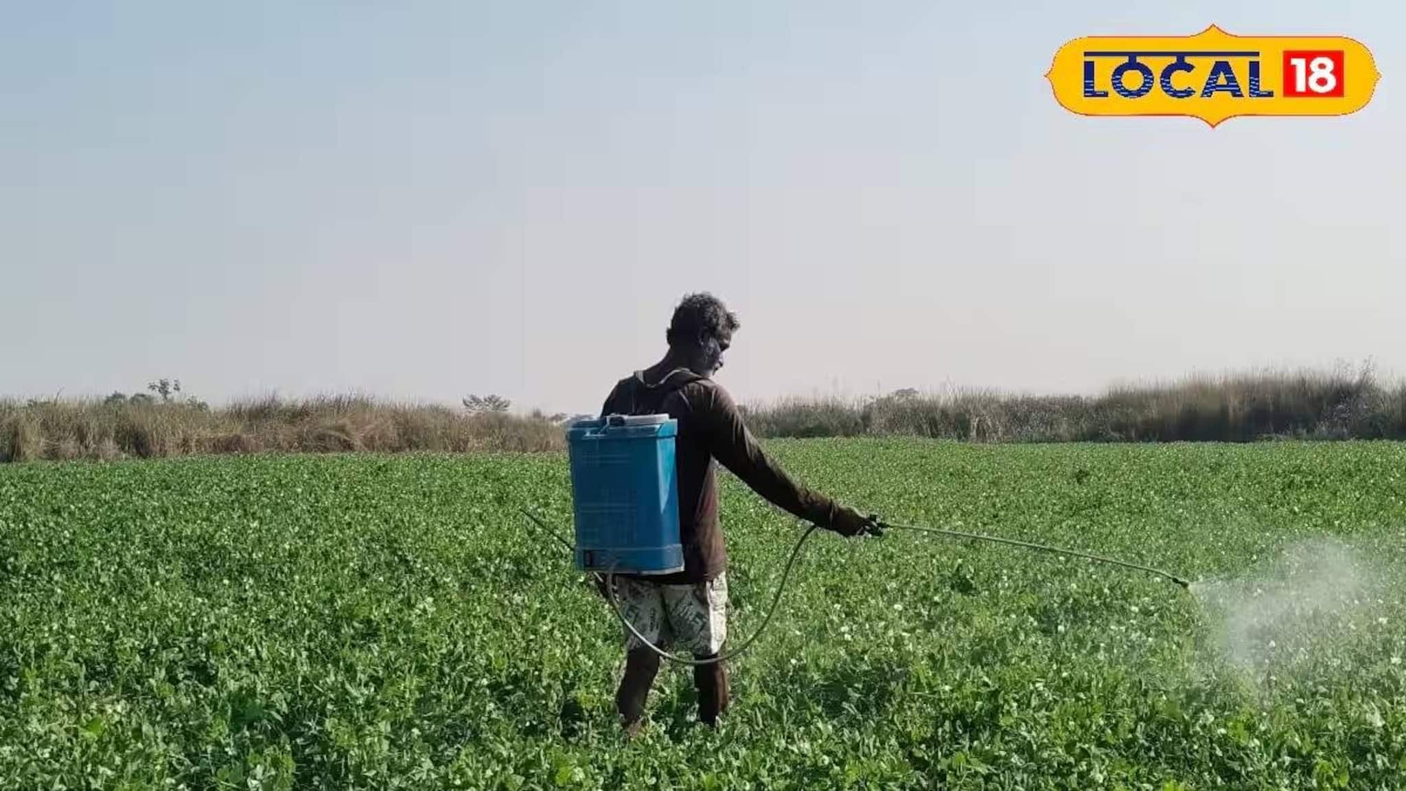 Agriculture News: আলু চাষের ক্ষতি সামলাতে সবুজ ফসল ভরসা! লাভজনক বিকল্প চাষে মজেছেন জলপাইগুড়ির কৃষকরা, অল্প সারেই হয় দারুণ ফলন