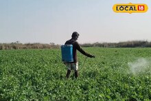 Agriculture News: আলু চাষের ক্ষতি সামলাতে সবুজ ফসল ভরসা! লাভজনক বিকল্প চাষে মজেছেন জলপাইগুড়ির কৃষকরা, অল্প সারেই হয় দারুণ ফলন