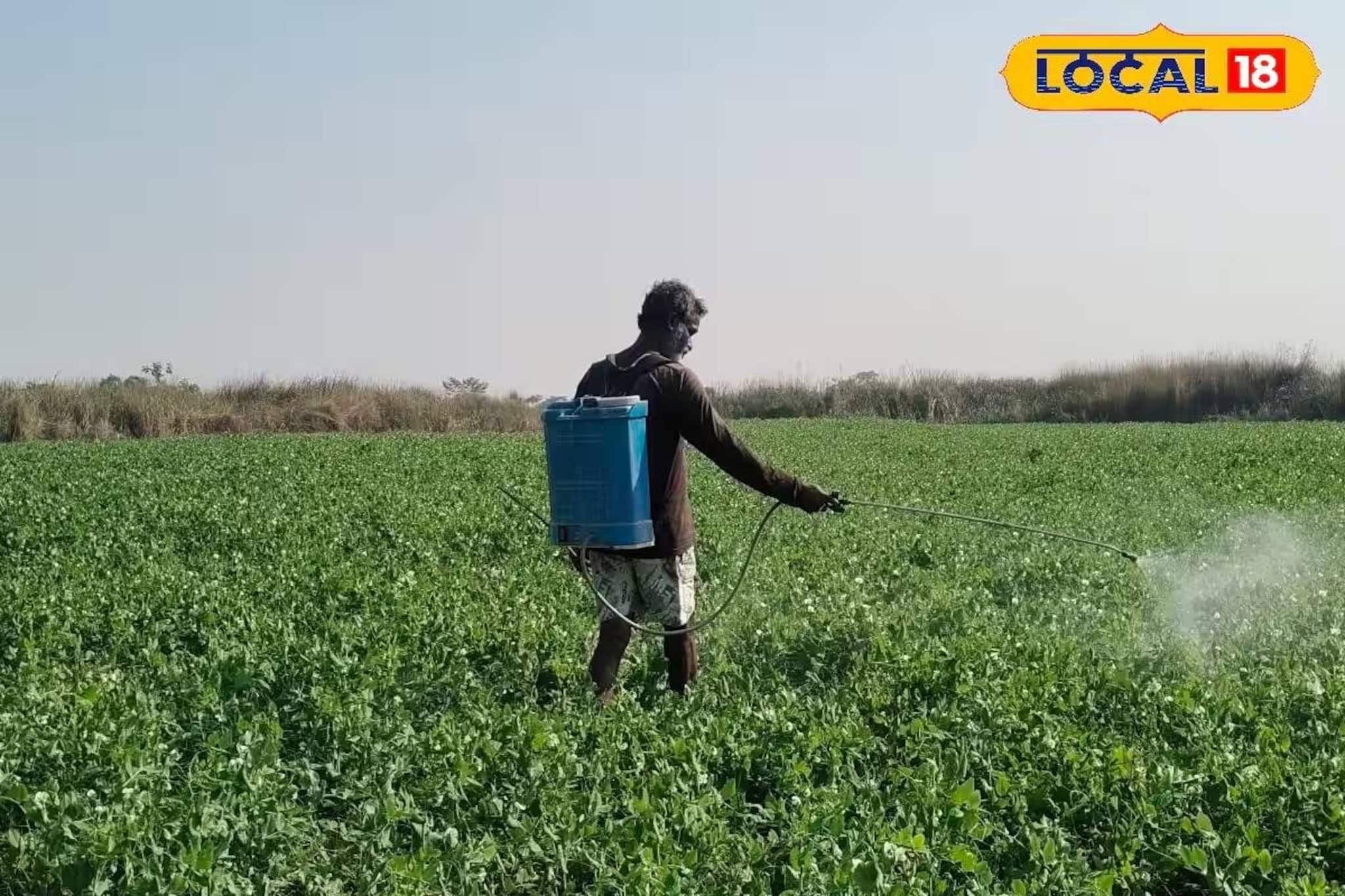 আলু চাষের ক্ষতি সামলাতে সবুজ ফসল ভরসা! লাভজনক বিকল্প চাষে মজেছেন জলপাইগুড়ির কৃষকরা