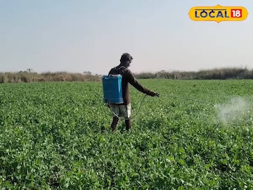 মটরশুঁটি