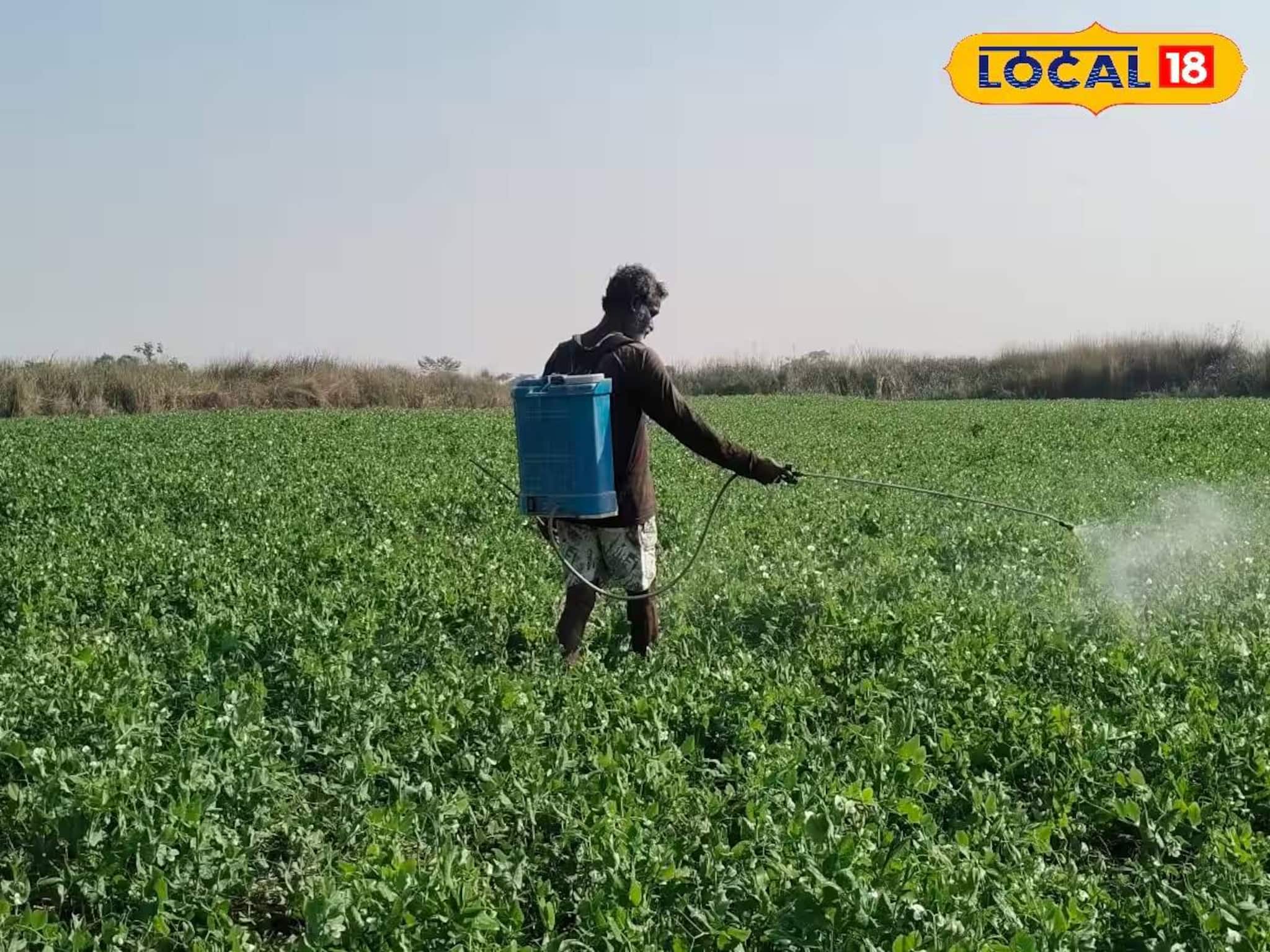 আলু চাষের ক্ষতি সামলাতে সবুজ ফসল ভরসা! লাভজনক বিকল্প চাষে মজেছেন জলপাইগুড়ির কৃষকরা
