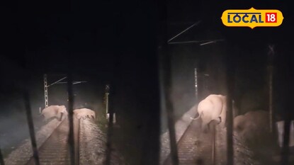 রেললাইন পারাপার করছে শাবক-সহ হাতির দল রেললাইন পারাপার করছে শাবক-সহ হাতির দল