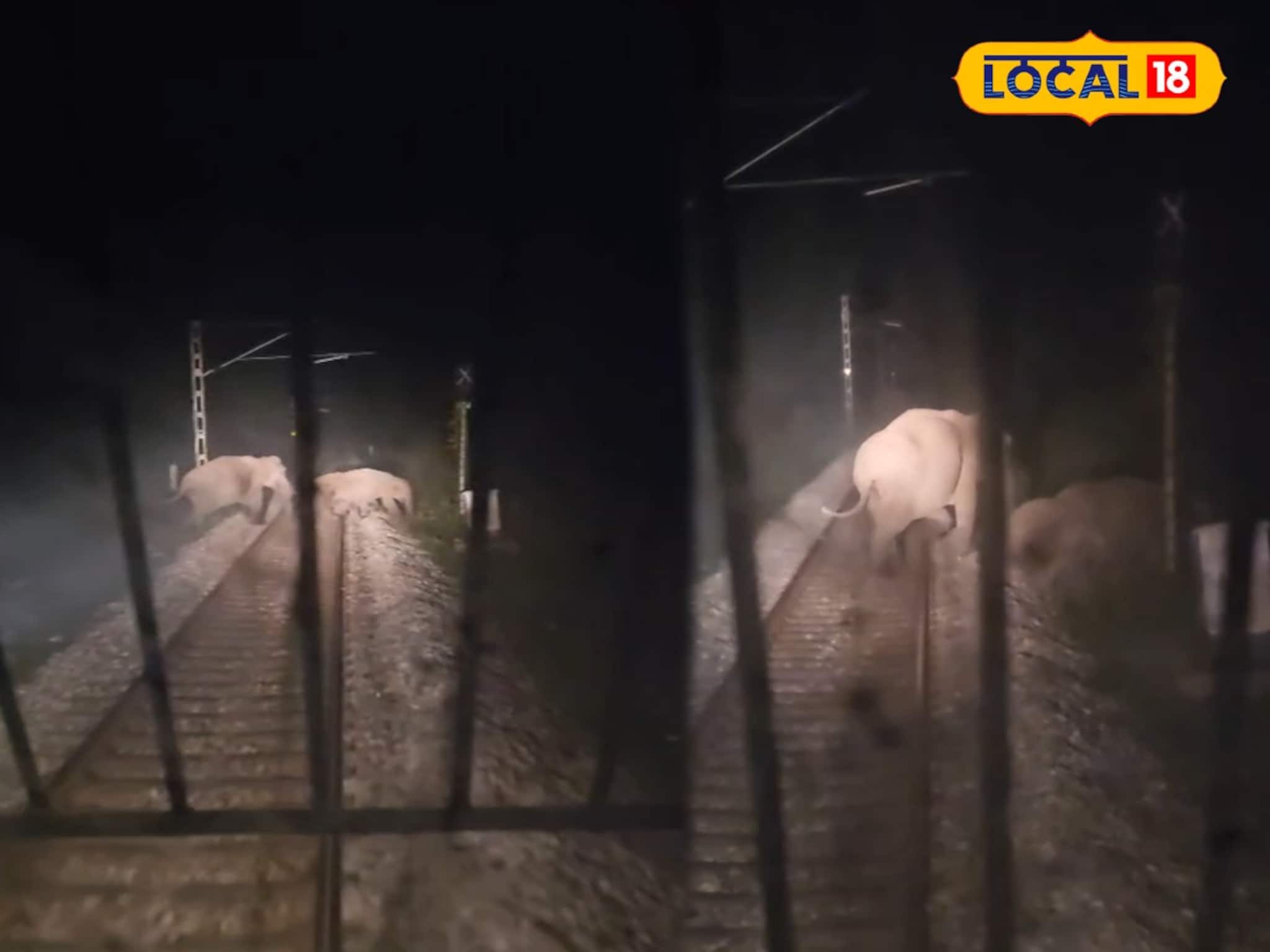 Elephant News: বক্সা জঙ্গল ভেদ করে ছুটছে ইন্টারসিটি এক্সপ্রেস, হঠাৎই ট্রেনের সামনে শাবক-সহ হাতির দল! চালকের এক মুহূর্তের সিদ্ধান্তে রক্ষা পেল বহু প্রাণ