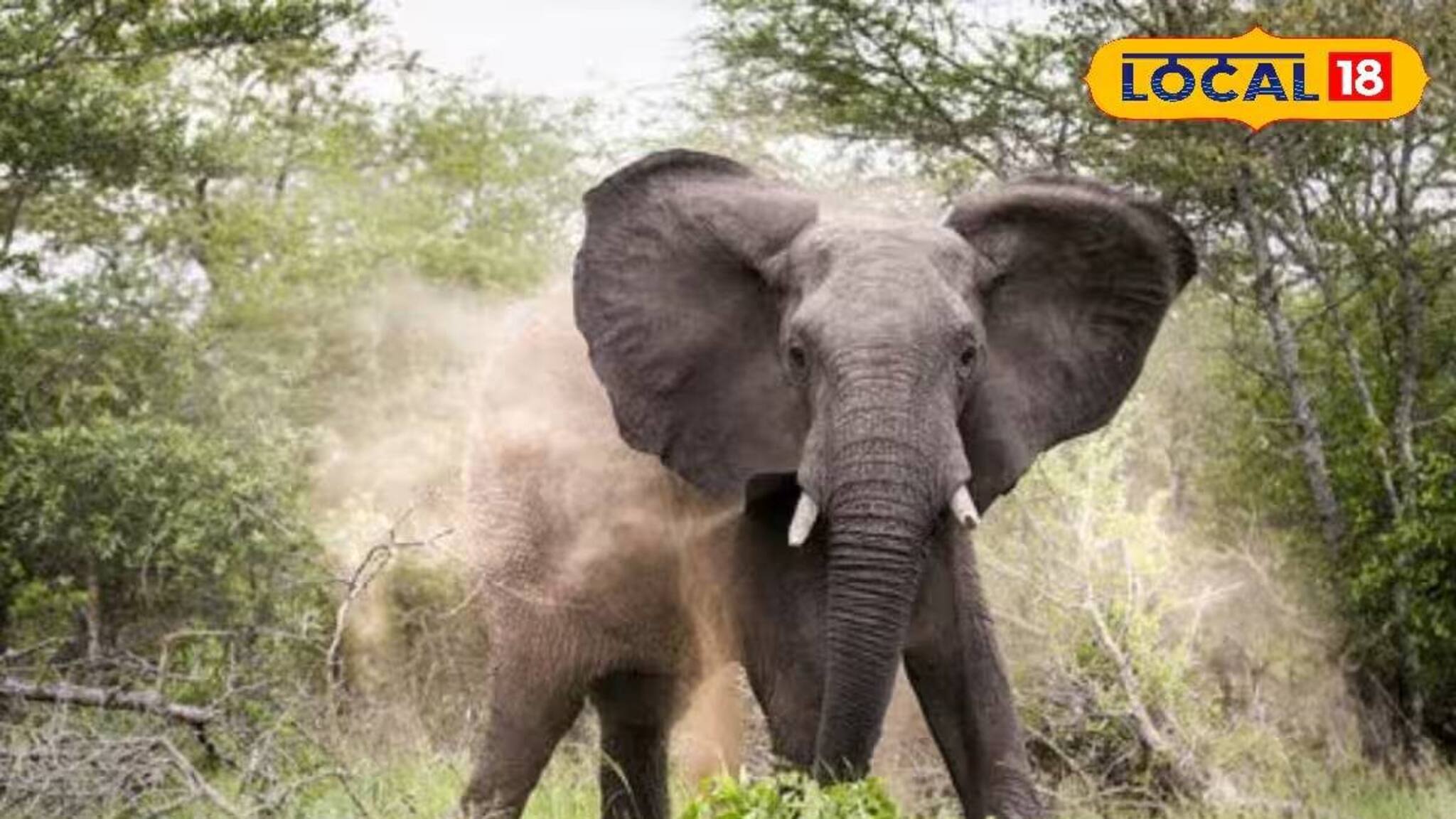 Elephant Attack: শুঁড়ে পেঁচিয়ে প্রায় ৫০০ মিটার নিয়ে যায় উন্মত্ত দাঁতাল! হাতির হামলায় আহত মহিলার মৃত্যু, গ্রাম জুড়ে শোকের ছায়া